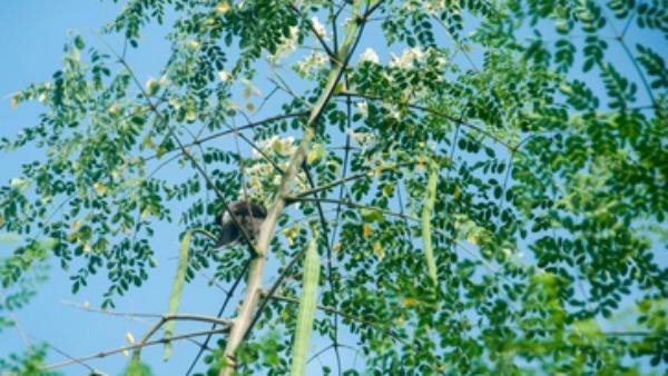 What Are The Benefits Of Moringa In Rainy Season