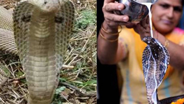 Naga Panchami 2024 Naga Panchami Date Significance Auspicious Time amp amp Pooja Method in kannada