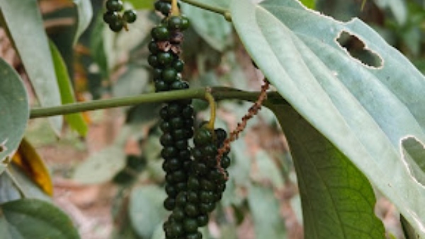 Weather Based Crop Insurance Scheme Arecanut And Pepper