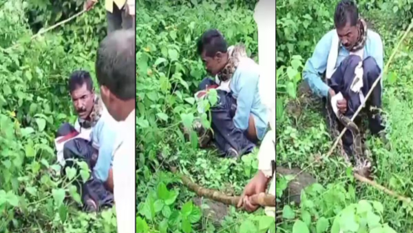 Python attack on a man sitting to defecate in jabalpur mp viral video