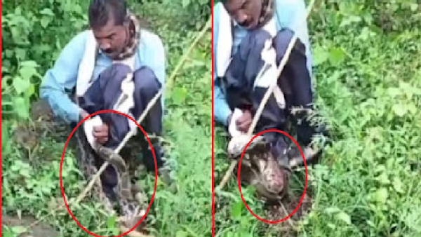 Python attack on a man sitting to defecate in jabalpur mp viral video