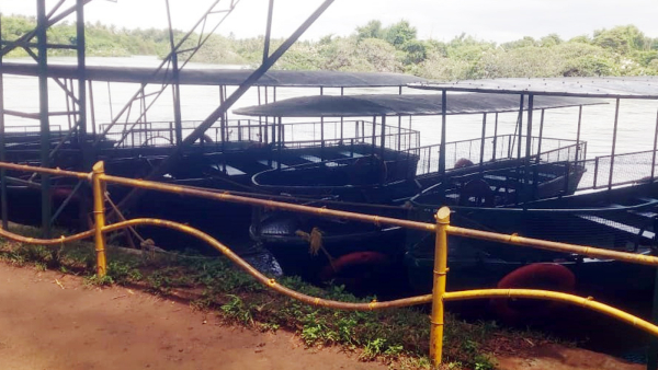 Boating Entry Banned at Ranganathittu Sanctuary Post-KRS Dam Release