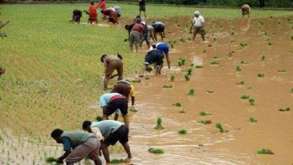 What Is The Speciality Of Kodagu Nati Ota In Monsoon Season