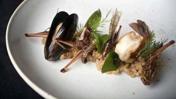 16 Species of insects are accepted for consumption in Singapore