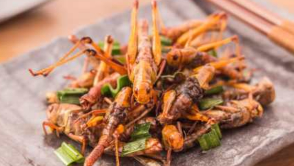 16 Species of insects are accepted for consumption in Singapore
