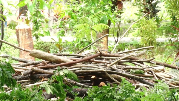 Lakhs Of Trees Have Been Cut Down In The Name Of Development Work In Udupi Lakhs Of Trees Have Been Cut Down In The Name Of Development Work In Udupi