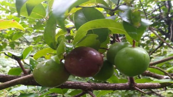 What Are The Benefits Of Kodagu District s Wild Fruits