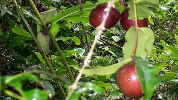 What Are The Benefits Of Kodagu District s Wild Fruits