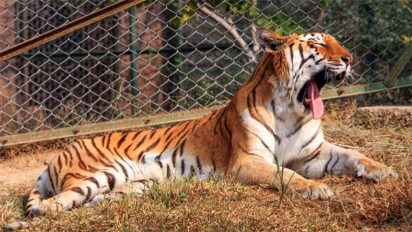 World Tiger Day 2024 Why Celebrate and What Environmental Impact If Tige