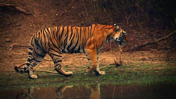 World Tiger Day 2024 Why Celebrate and What Environmental Impact If Tige
