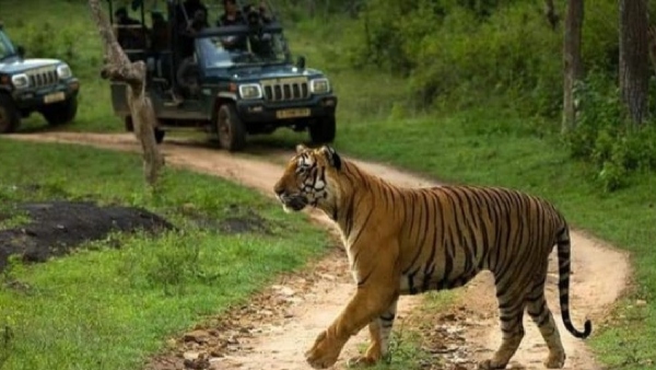 Former cricketer Anil Kumble visits Bandipur Tiger Reserve