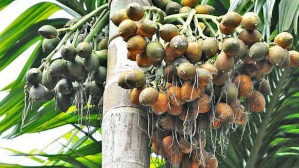 Important message to arecanut growers from Chitradurga SP