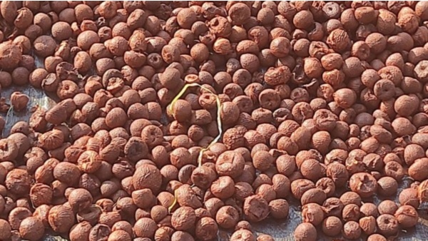 Arecanut price details of Davanagere market on August 07th know Statistics details