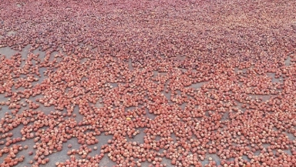 Arecanut price details in Davanagere market on August 16th know Statistics details