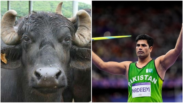 Arshad Nadeem Wins Historic Olympic Gold Gifted Buffalo in Celebration Arshad Nadeem Wins Historic Olympic Gold Gifted Buffalo in Celebration