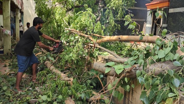 BBMP warned the contractors will cancel the tender if they do not remove fallen trees on the road