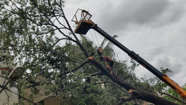 BBMP warned the contractors will cancel the tender if they do not remove fallen trees on the road