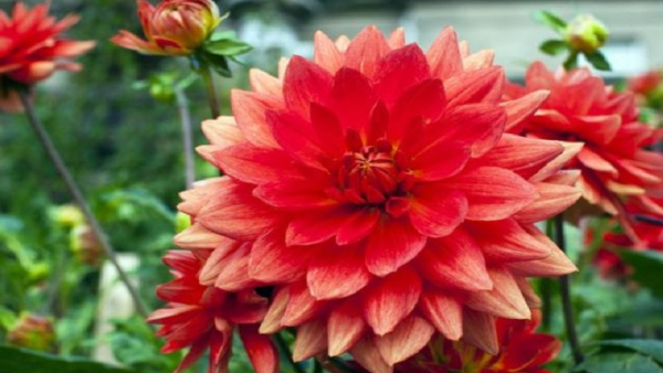 A Beautiful Dahlia That Blooms In The Rainy Season In Kodagu