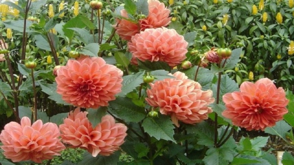 A Beautiful Dahlia That Blooms In The Rainy Season In Kodagu