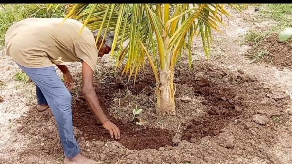 Tips To Take Care Of Coconut Tree During Monsoon Rain Season