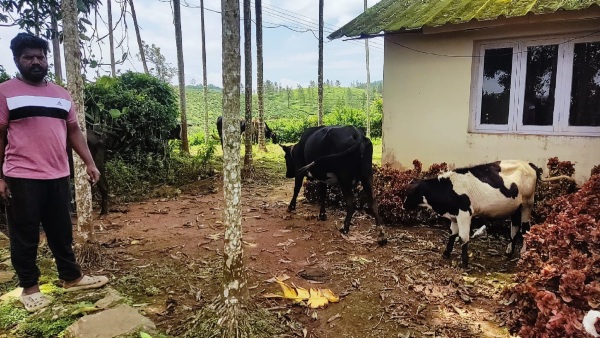 Wayanad landslide 5 missing cows found