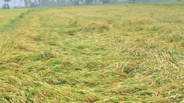 Crop Loss Due To Natural Disasters Rule For Issue Compensation