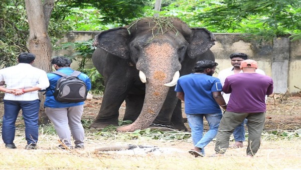 Mysuru Dasara 2024 Do You Know How The Entrance To The Gajapade Palace Will Be Mysuru Dasara 2024 Do You Know How The Entrance To The Gajapade Palace Will Be