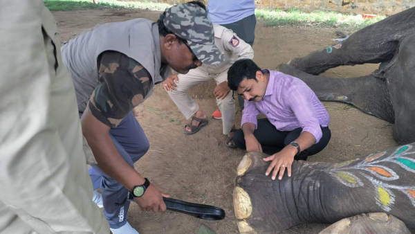 Dasara Elephants Arrive at Mysuru Palace Feet Cleared of Metal Objects