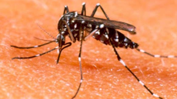 A 7-year-old boy death due to dengue fever in Hiriyur A 7-year-old boy death due to dengue fever in Hiriyur