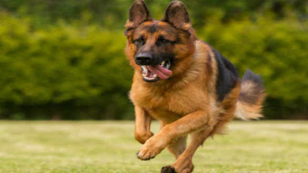 Nippani A dog walked 250 km alone and returned home from pandharpur