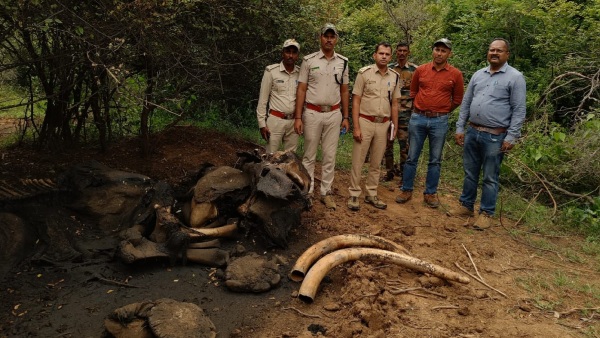 2 Wild elephants found dead in BRT Tiger Reserve