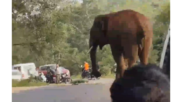 Motorists worried due to elephant attack on national highway near Asanuru Video Viral