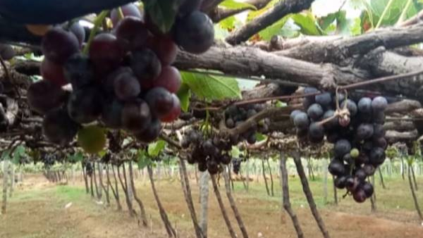 Grape Cultivation Central Govt Gives 95 Percent Subsidy to SC ST Growers