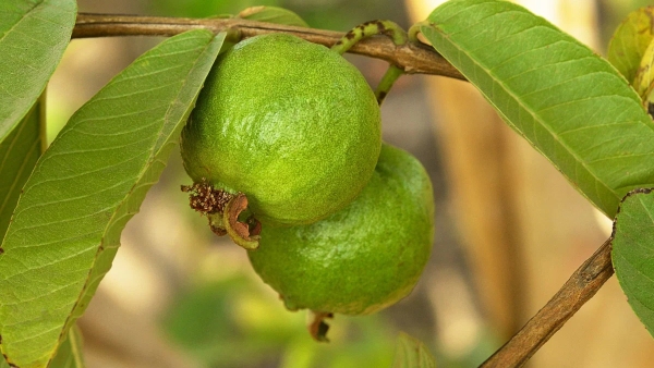 Amazing health benefits of guava fruit for pregnant womens Amazing health benefits of guava fruit for pregnant womens