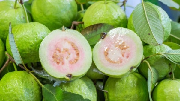 Amazing health benefits of guava fruit for pregnant womens Amazing health benefits of guava fruit for pregnant womens