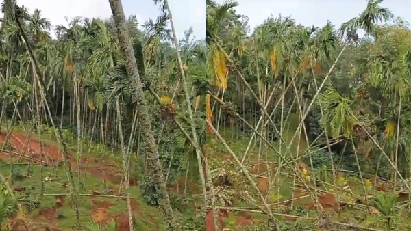 Heavy rain in Chikkamagaluru Land landslides- Farmers in trouble