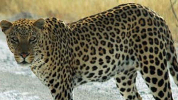 Leopard killed a cow in middle of road near Sattegala village