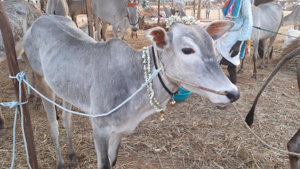 21st Livestock Census From September 1st Know Details