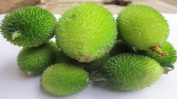 Do you Know About Mada Hagala Vegetable Details