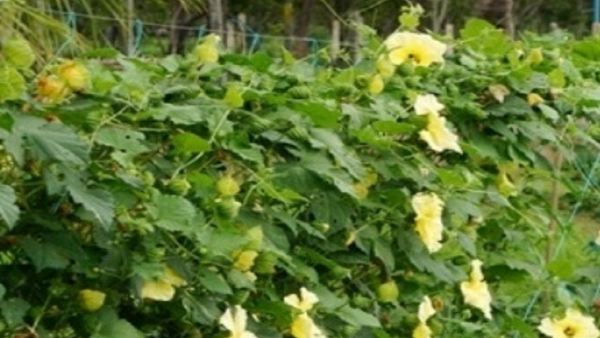 Do you Know About Mada Hagala Vegetable Details