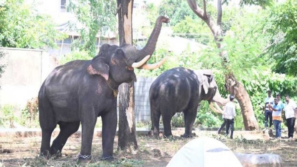 Mysuru Dasara 2024 How Abhimanyu Became The Captain Of The Dasara Gajapade