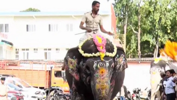 Mysuru Dasara 2024 Weight Measurement Of Mysuru Dasara Elephants
