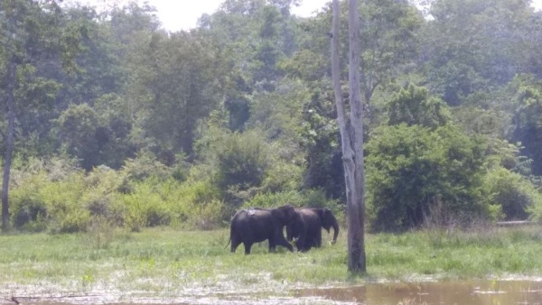 Monsoon Is The Best Time To Visit Nagarahole Forest And Safari
