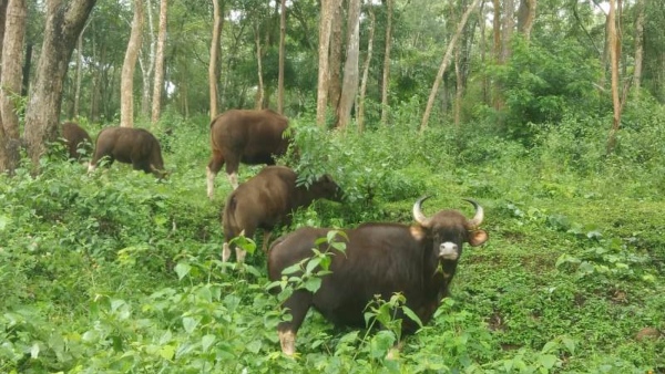 Monsoon Is The Best Time To Visit Nagarahole Forest And Safari