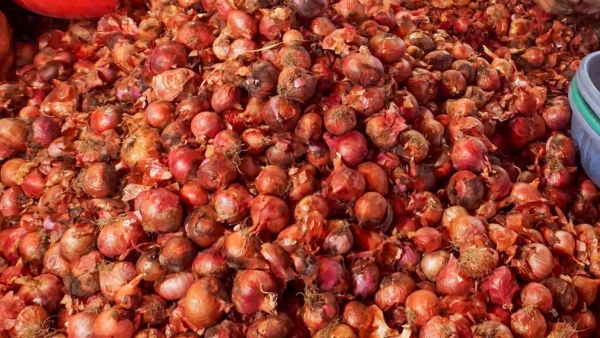 Monsoon Rain Season Onion Crop Diseases And Tips For Farmers