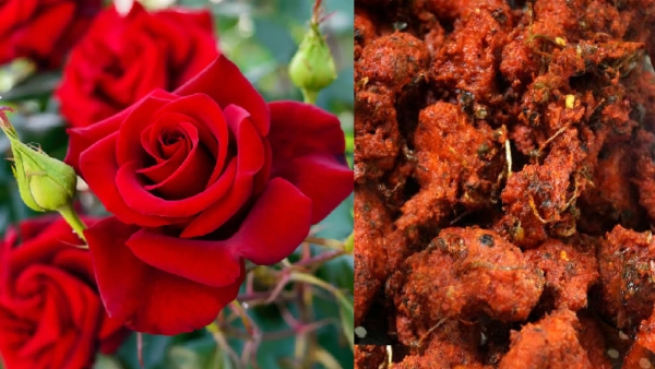 Red Rose Pakoda Recipe Know How to Make Kempu Gulabi Pakoda at Home in Kannada