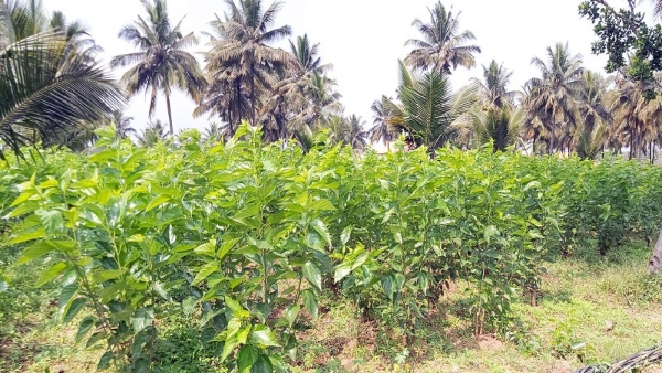 Sericulture Has Moved Into The Background From Mandya District What Is The Reason