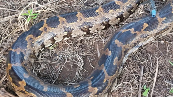 More than 17 feet long Python was found in Alatturu village video viral More than 17 feet long Python was found in Alatturu village video viral