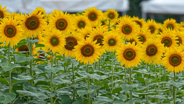 Karnataka To Purchase Sunflower Under MSP Price List For Farmers