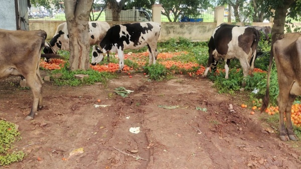 Disease to Tomato crop Farmers are worried in Gundlupete taluk